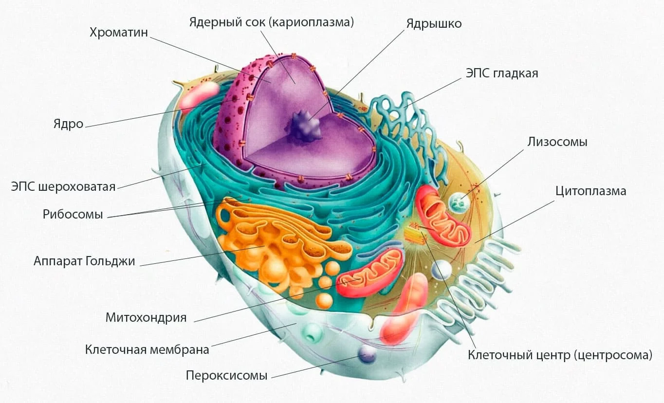 Строение клетки